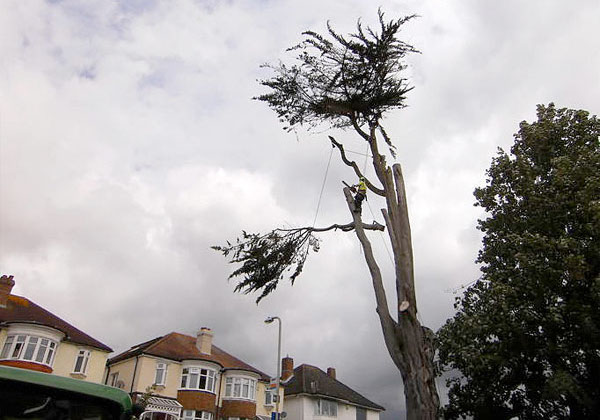 tree pruning by bexhill tree surgeons