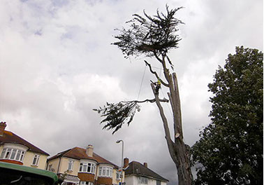 tree pruning by bexhill tree surgeons