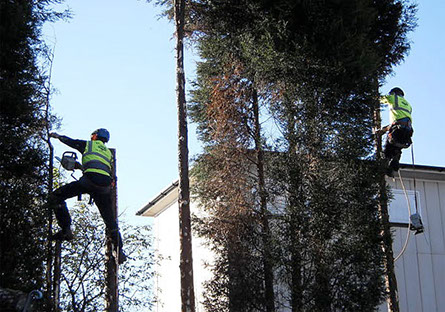 tree pruning by bexhill tree surgeons