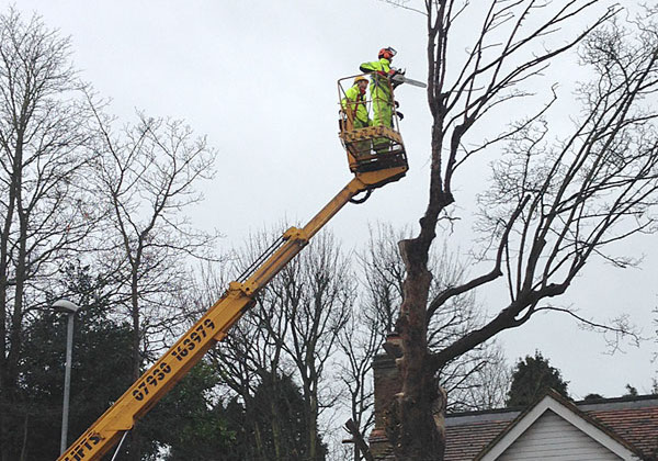 tree surgery by bexhill tree surgeons