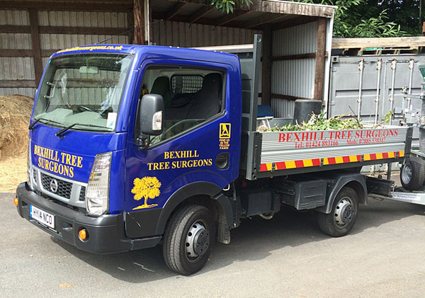 bexhill tree surgeons