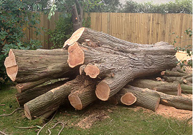 tree cutting by bexhill tree surgeons