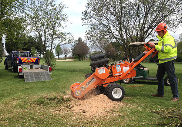 stump grinding by bexhill tree surgeons