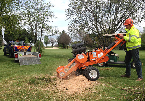 stump grinding by bexhill tree surgeons
