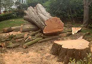 tree felling by bexhill tree surgeons