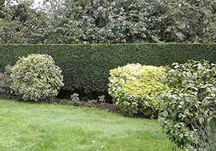 hedge cutting by bexhill tree surgeons