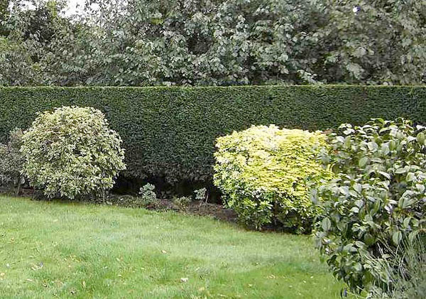 Hedge cutting by bexhill tree surgeons