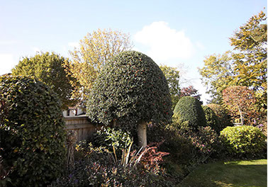 hedge trimming by bexhill tree surgeons