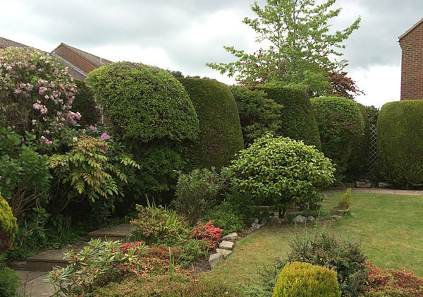 Hedge thinning by bexhill tree surgeons