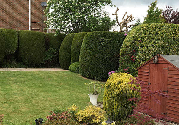 Hedge maintenance by bexhill tree surgeons