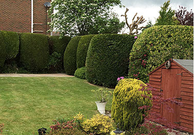 hedge maintenance by bexhill tree surgeons