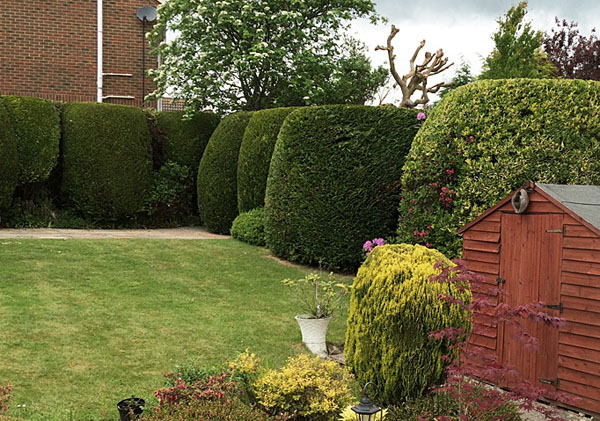 Hedge maintenance by bexhill tree surgeons