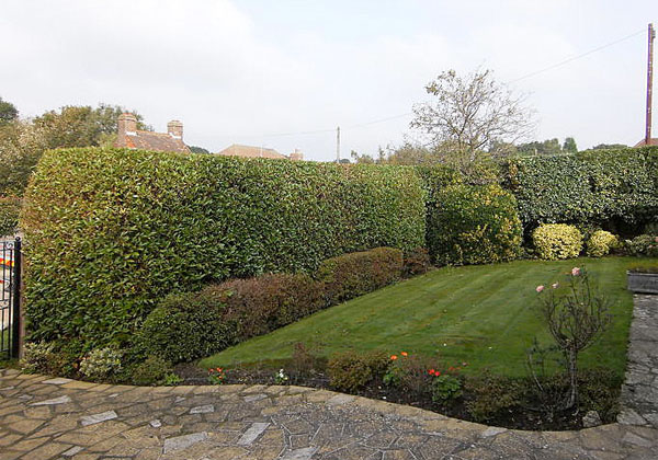 hedge cutting by bexhill tree surgeons