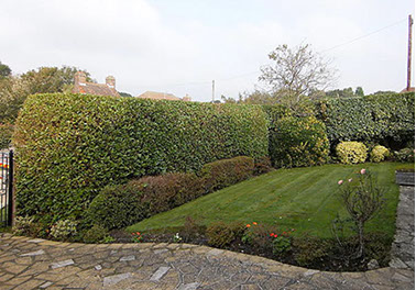 hedge cutting by bexhill tree surgeons
