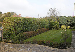hedge cutting by bexhill tree surgeons