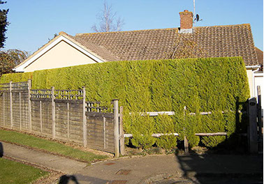 hedge trimming by bexhill tree surgeons