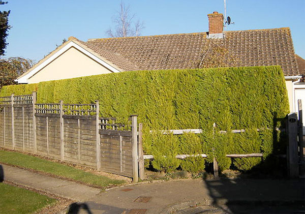 Hedge triiming by bexhill tree surgeons