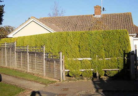 Hedge triiming by bexhill tree surgeons