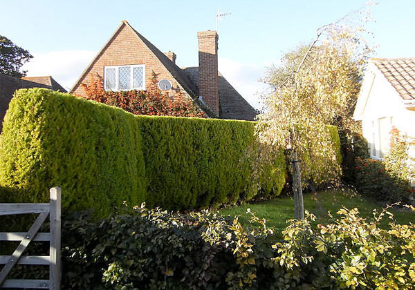 Hedge thinning by bexhill tree surgeons