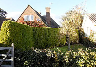 hedge thinning by bexhill tree surgeons