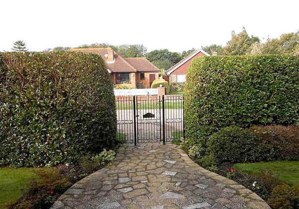 hedge maintenance by bexhill tree surgeons