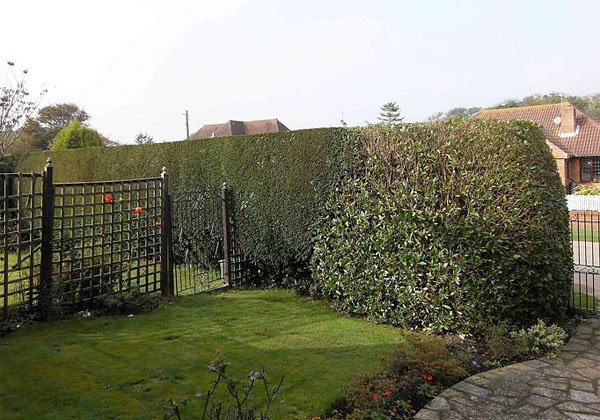 Hedge cutting by bexhill tree surgeons