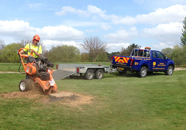 tree stump grinding by bexhill tree surgeons