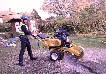 tree stump removal by bexhill tree surgeons