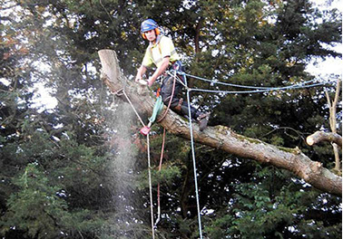 tree surgery by bexhill tree surgeons