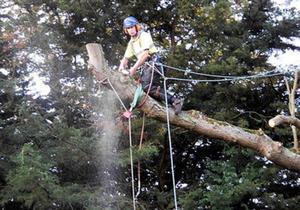 tree pruning by bexhill tree surgeons
