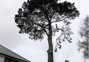 tree crown reduction by bexhill tree surgeons