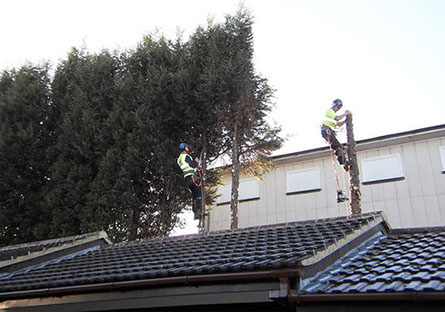 tree cutting down by bexhill tree surgeons