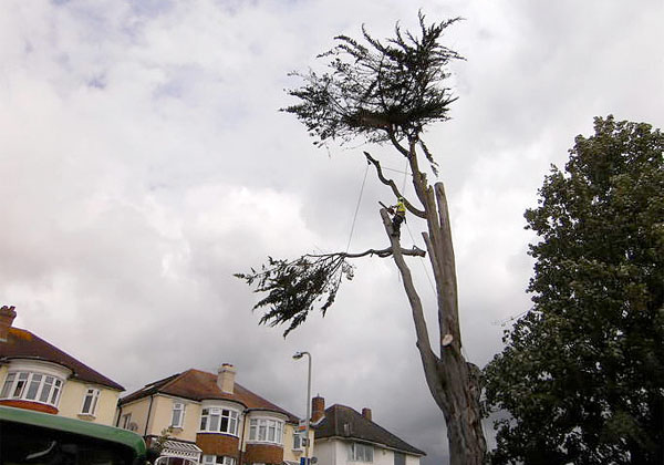 tree surgery by bexhill tree surgeons
