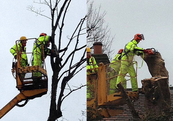 tree clearance by bexhill tree surgeons