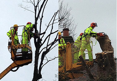 tree surgery by bexhill tree surgeons