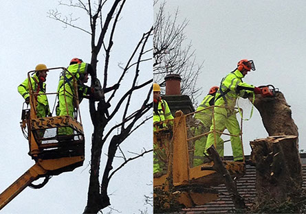 tree clearance by bexhill tree surgeons